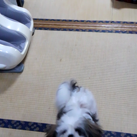 超×∞可愛いピーコちゃん(ｵｽ)の画像