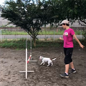 本日のアジリティレッスンの画像