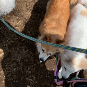 ４月２日9わんこと1時間30分遠足　　砧公園の画像