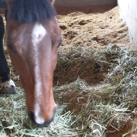 ただ馬が草を食べる動画　コマブレイド編の画像