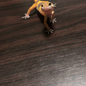 明日はイベント〜の画像