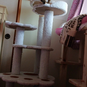 にゃん玉砲☆○(゜ο゜)oの画像