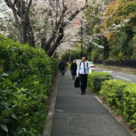 増上寺の側の桜の画像
