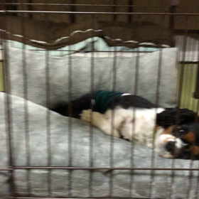 ■ハウスの訓練■の画像