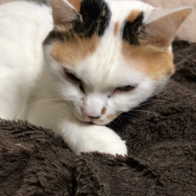 ハナちゃんに座布団取られたの画像