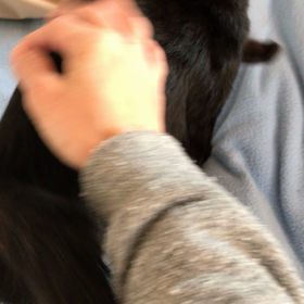 ノワールちゃんの画像