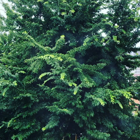 希望の朝の画像