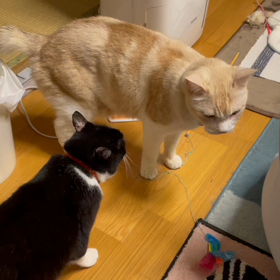 利かん坊クロちゃん♀、だいちゃん♂に仕掛けるの画像