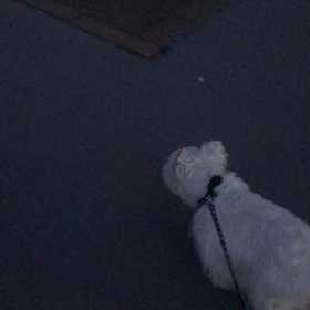 久々の公園お散歩の画像