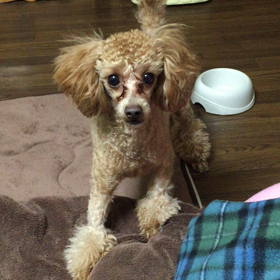 たまぁに❕キャッチの画像