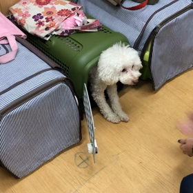 トリミングのお時間です。の画像