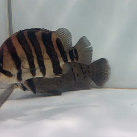 お買い得！スマトラタイガー！の画像