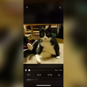 鹿児島弁で話すネコちゃん♡面白い！可愛い！の画像