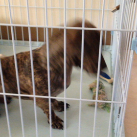 My lovely dogの画像