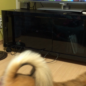 テレビに吠えるの画像