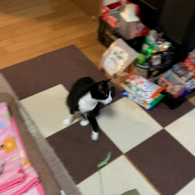 新しいおもちゃ良いぞなの画像