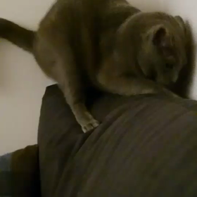 おおはしゃぎの画像