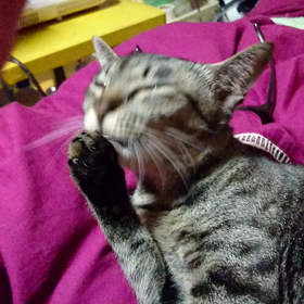 大好きな、じゅのにゃん♪の画像