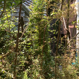 リスの群れが教えてくれたこと。の画像