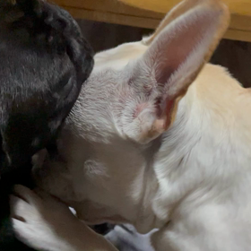 遅すぎた発情の画像