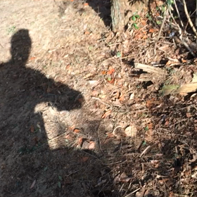 Short Down Hill レースコース試走の画像