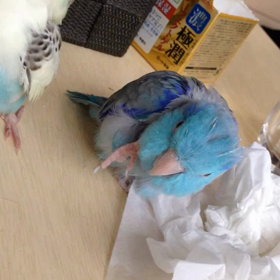 マメちゃんとキョロちゃんの画像