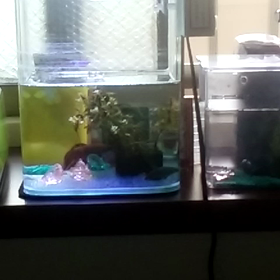 今日はオリンピックデー　今日のあれこれの画像