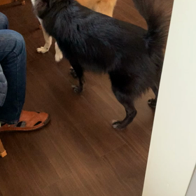 こむぎのおしゃべりの画像