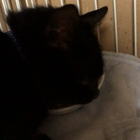 武蔵くん食欲復活の画像