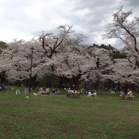 小金井公園桜のお花見の画像