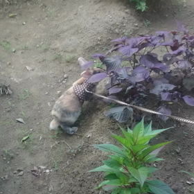 モチ、動くの画像