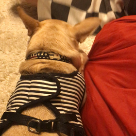 W杯について語るわんこの画像