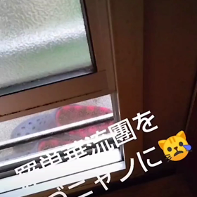 ぬいぐるみが嫌いななづニャン( ;´･ω･`)の画像