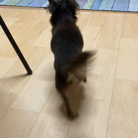 マコの闘病日記④の画像