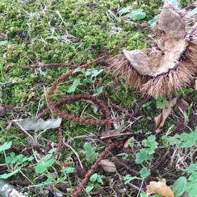 何が隠れているでしょうかの画像