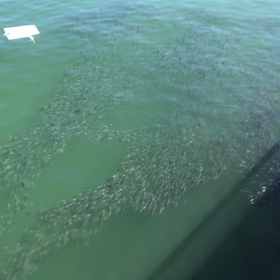 茨城 大洗 出世魚の画像