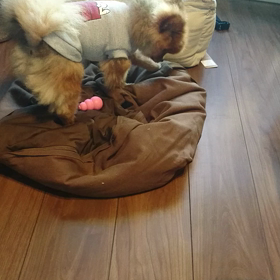 あずきは仲居さんの画像