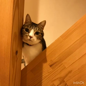 動画の練習の画像