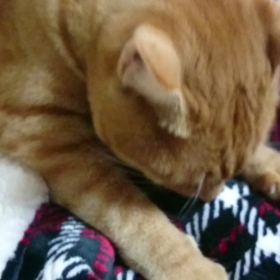 モフモフ(๑ت๑)♡の画像