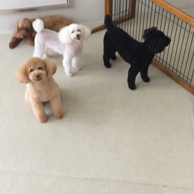 ♪プレイルーム動画♪②の画像