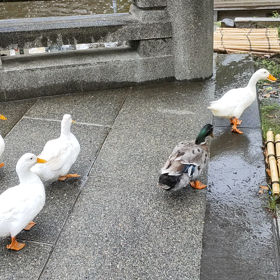 アヒルと鴨の画像