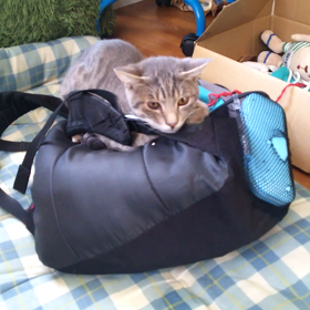 行きそで行かないの画像