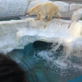 ☆北極熊ちゃん、ガッカリ☆の画像