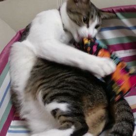 ◆キャットニップ♪の画像