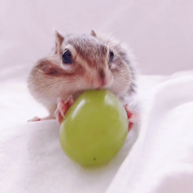 シマリスはフルーツ大好き♡♡の画像