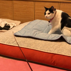 猫じゃらしのお時間ついついの画像