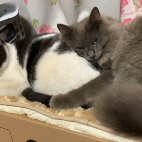 我が家のネコ兄弟❣️一歳になりましたぁの画像