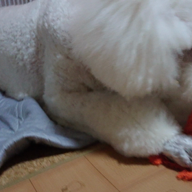 動画初投稿！の画像