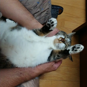 赤ちゃん返りのほま2の画像