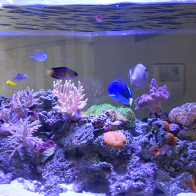 メンテ先の水槽の画像